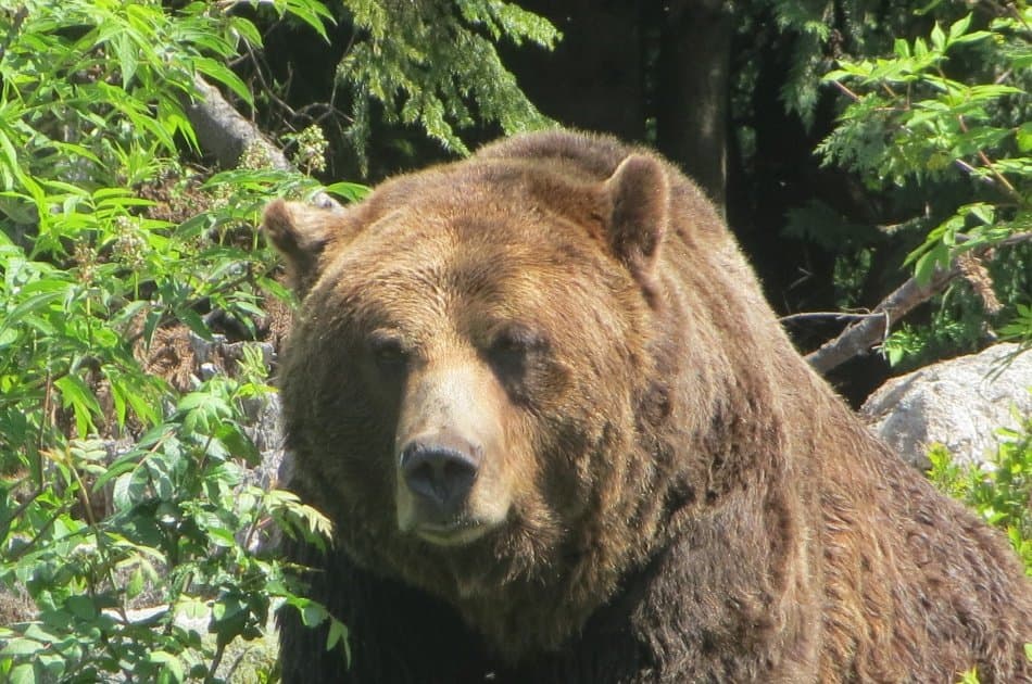 Great Squamish Day Trip from Vancouver - Photo 7