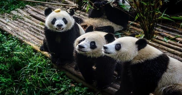 Private Chengdu Panda Trip and Customizable City Sightseeing