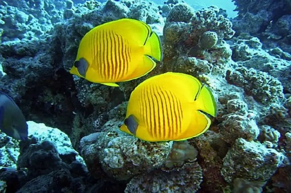 Hurghada Semi-Submarine Trip - Photo 17