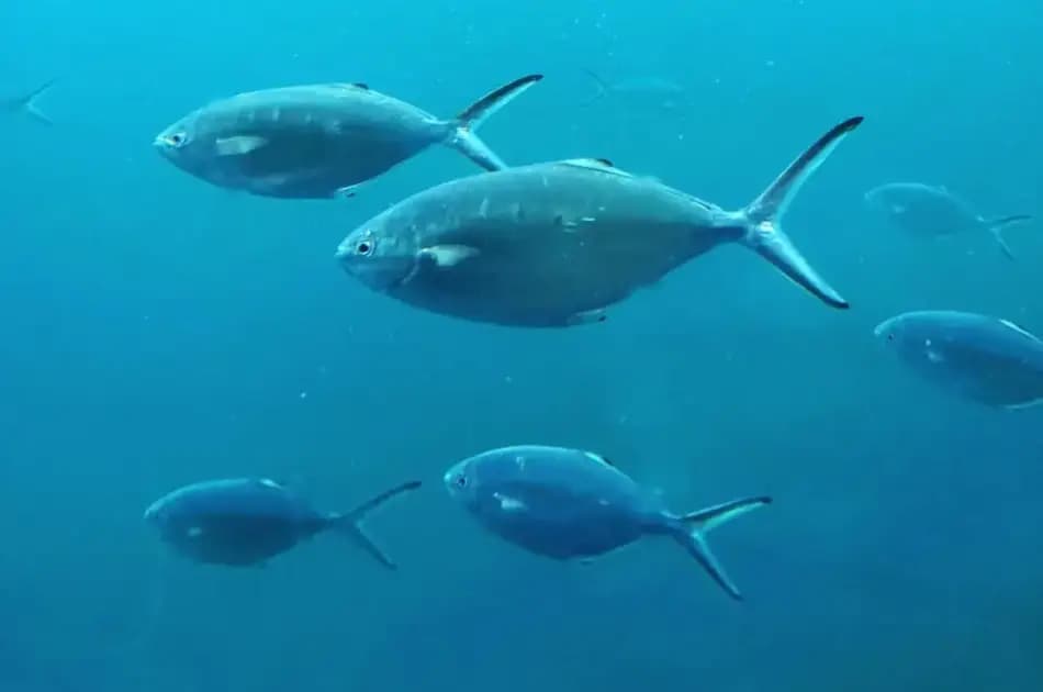 Hurghada Semi-Submarine Trip - Photo 13