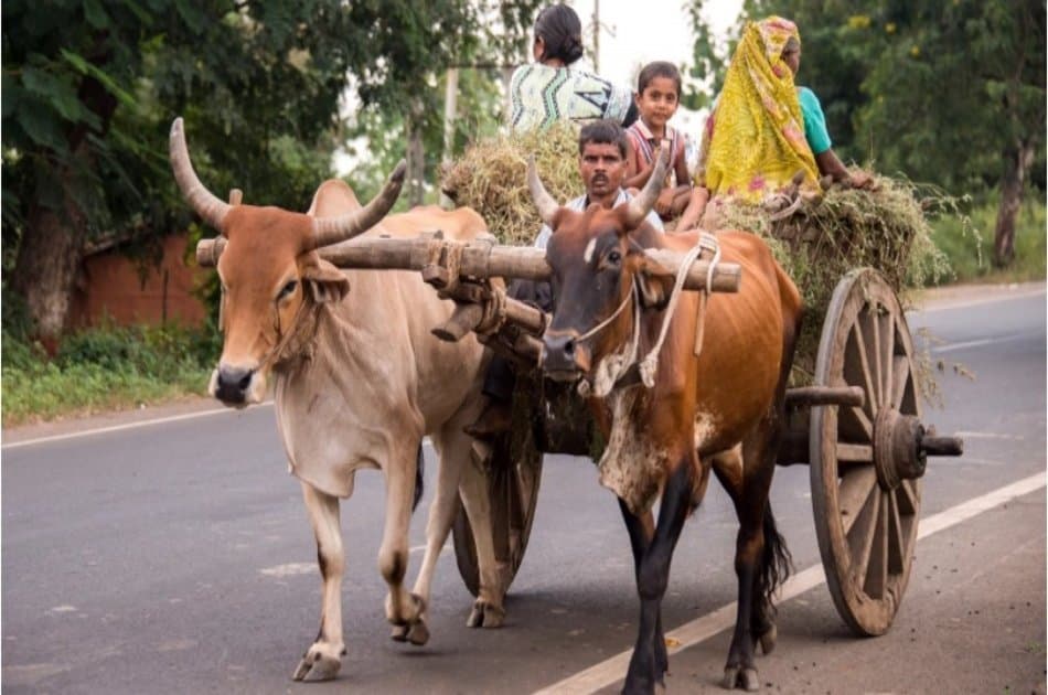 14 Days Private Tour of Rajasthan Tour With Taj Mahal - Photo 6