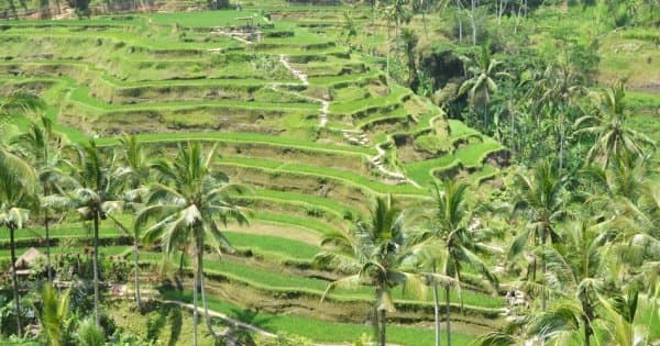 Bali Highlights Private Day Tour