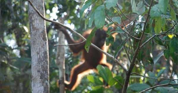 Breakfast With Orangutans - Photo 1