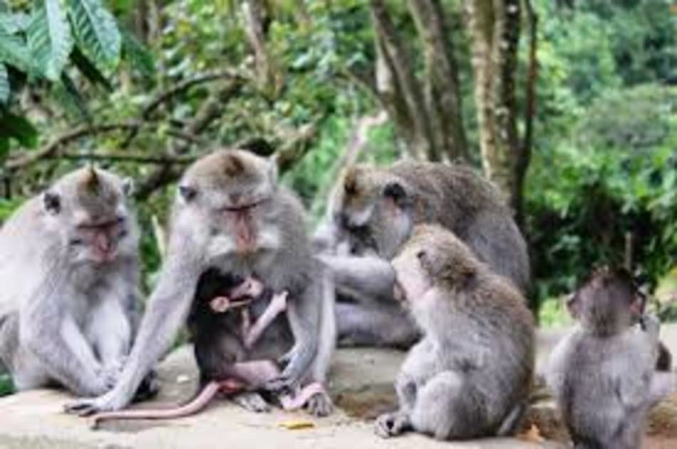 Ubud Tour Bali - Photo 8