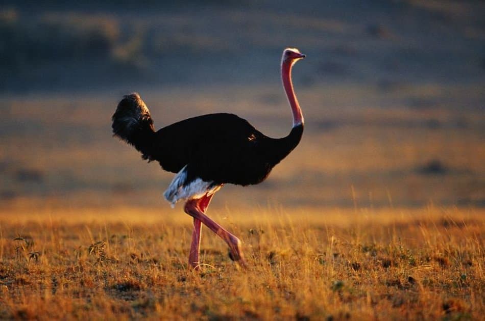 4 Day Majestic Masai Mara and Lake Nakuru Safari - Photo 2