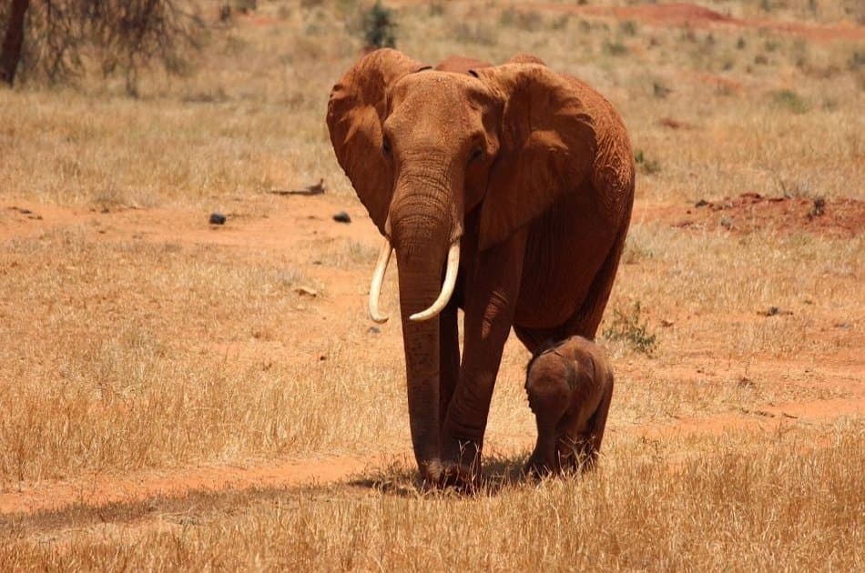 4 Day Majestic Masai Mara and Lake Nakuru Safari - Photo 9