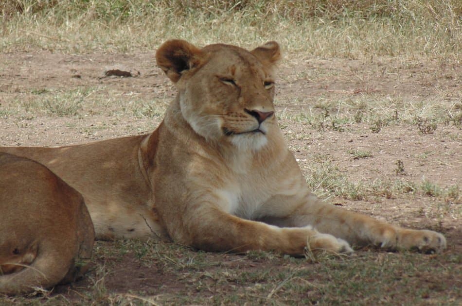 5 Days Big Five Kenya Safari - Photo 8