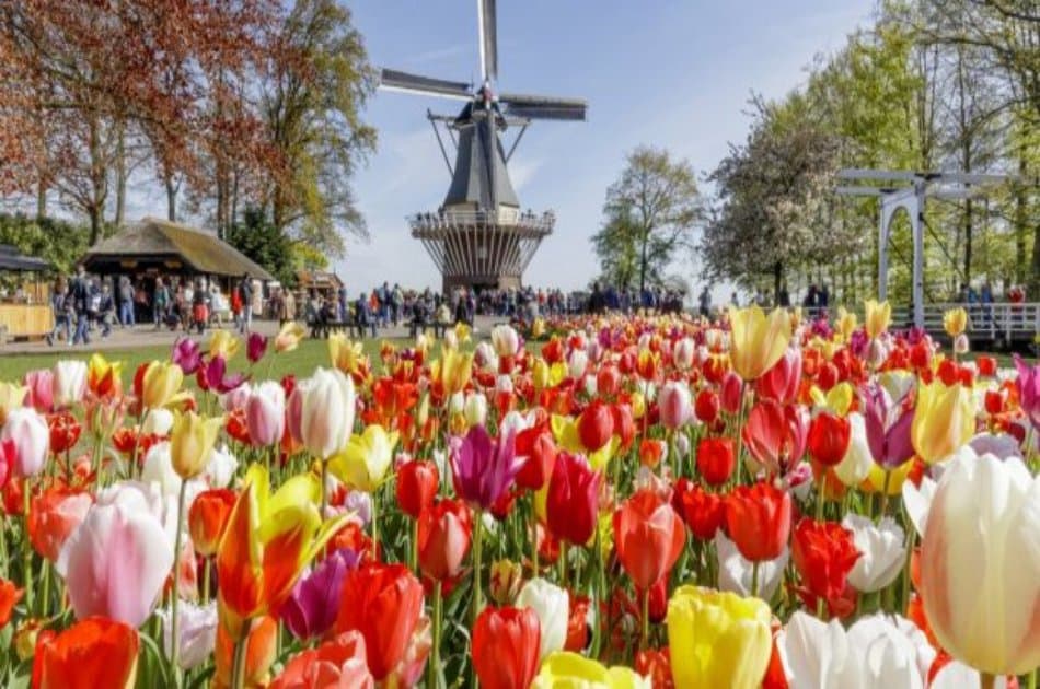 Half-Day Keukenhof Tour from Amsterdam - Photo 8