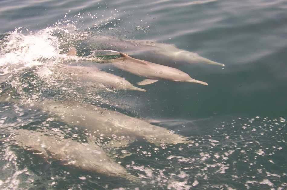 Muscat Dolphin Cruise - Photo 2