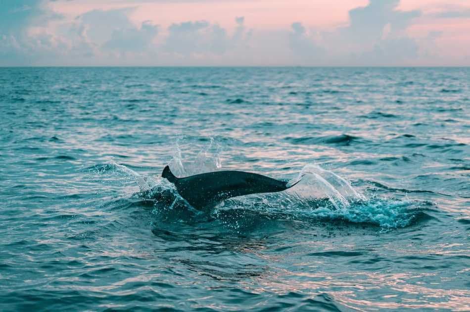 Muscat Dolphin Cruise - Photo 5