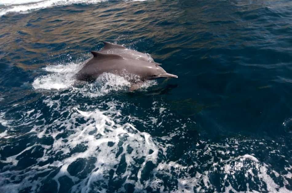 Muscat Dolphin Cruise - Photo 4