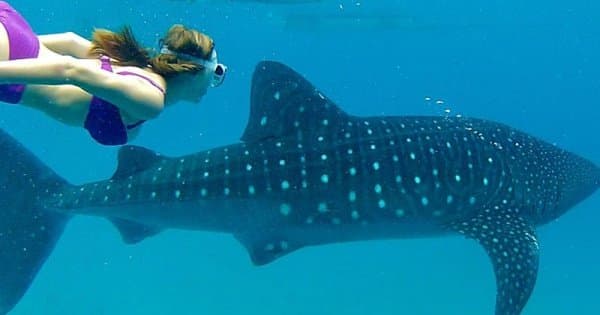 Oslob Whaleshark Snorkeling