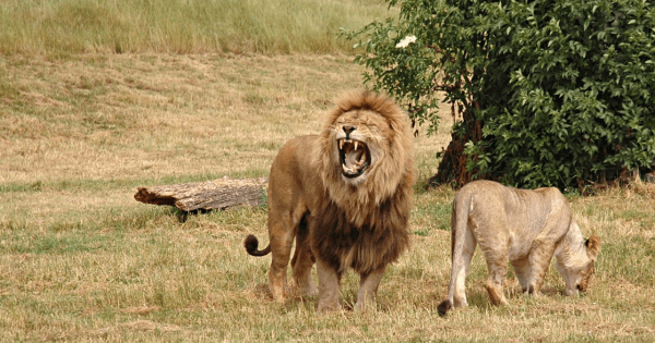 4 Day Kruger Safari