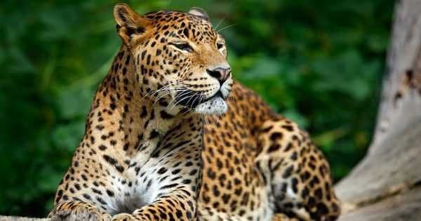 Private Safari: Wilpattu  National Park