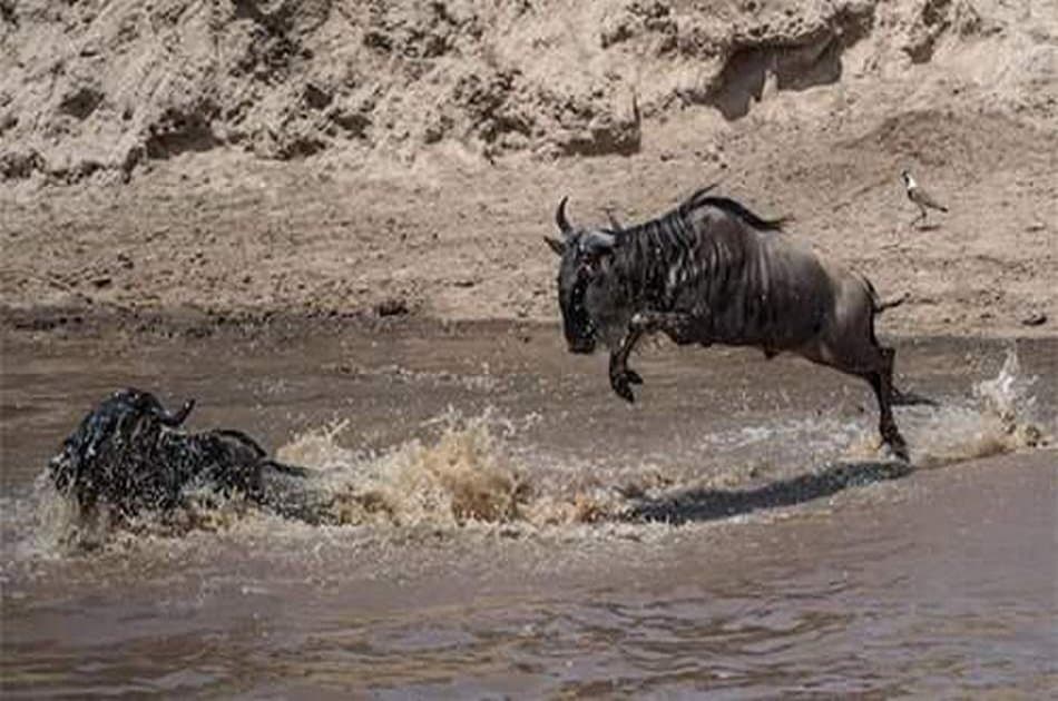 4 Day Camping Safari Group Join in Tanzania - Photo 2