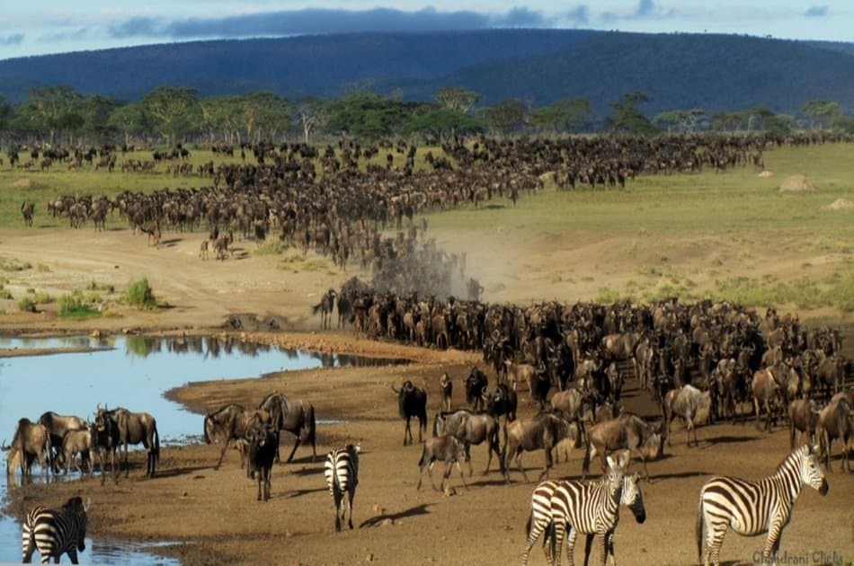 4-Day The Great Wildebeest Calving Migration Safari - Photo 7