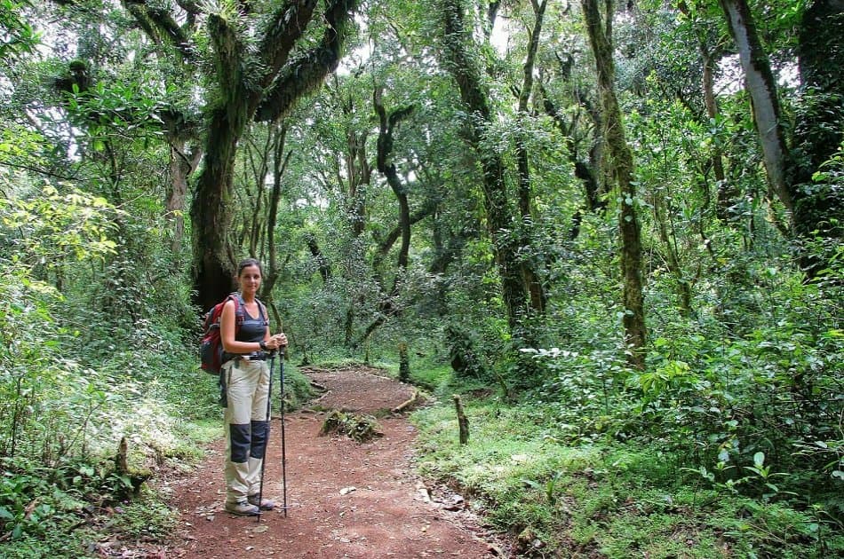 Mount Kilimanjaro Day Trek - Photo 4