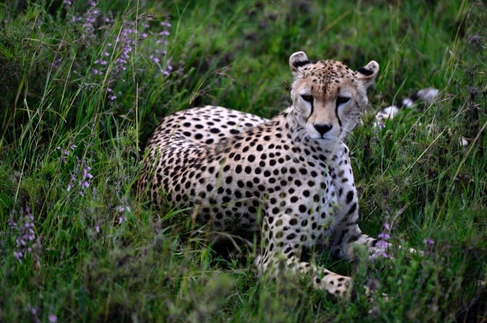 Serengeti Great Migration 10 Day Safari - Photo 7