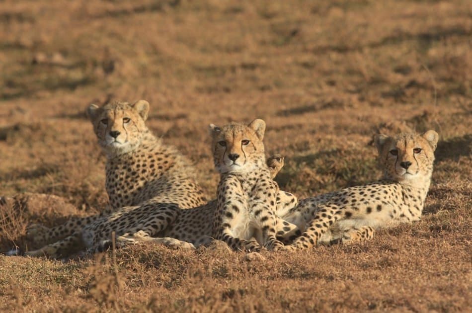 Serengeti Great Migration 10 Day Safari - Photo 9