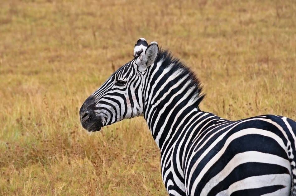 Serengeti Great Migration 10 Day Safari - Photo 10