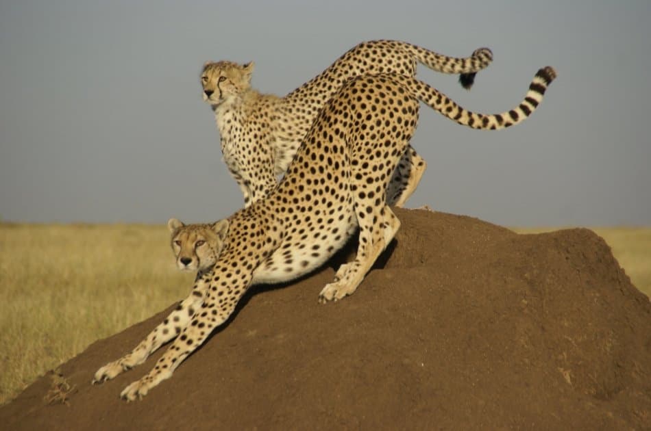 Tanzania Wilderness Experience - Photo 3