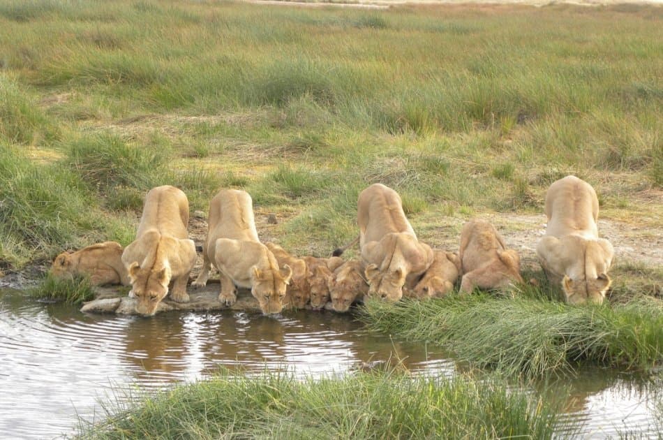 Tanzania Wilderness Experience - Photo 6