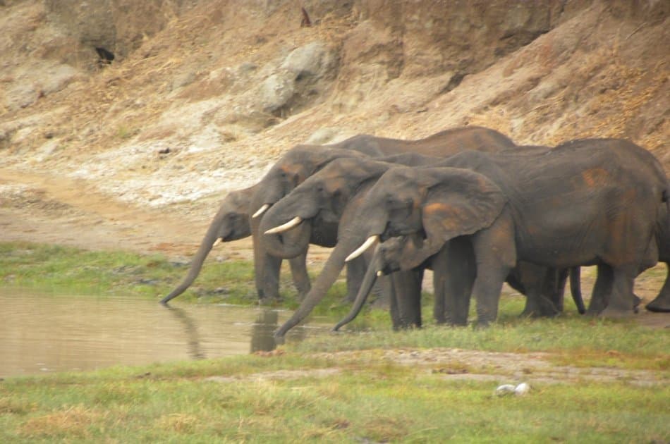 Tanzania Wilderness Experience - Photo 2