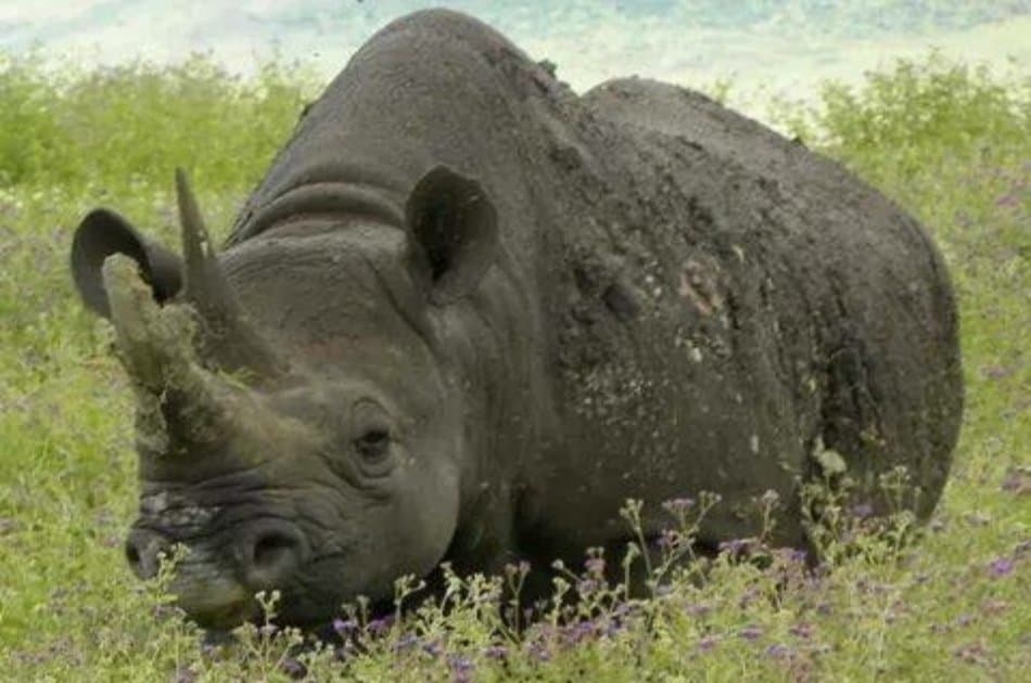 Tanzania Wilderness Experience - Photo 5