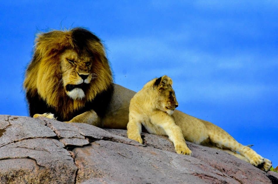 Tanzania Wilderness Experience - Photo 4