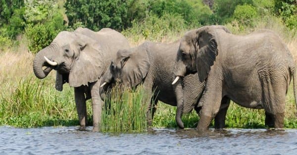 11 Days Uganda And Rwanda Private Safari Tour