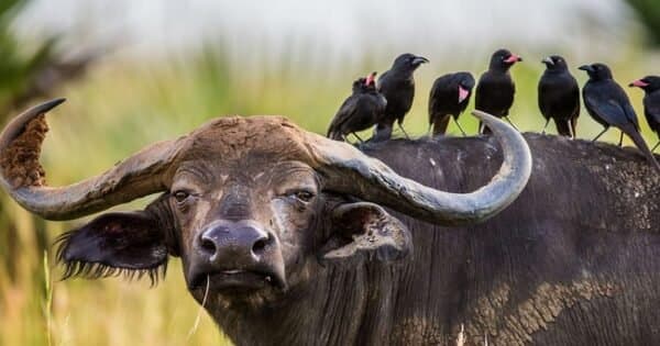 3-Day Queen Elizabeth Uganda Safari Tour