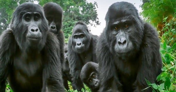 4 Days Bwindi Safari Tour