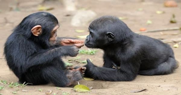 5 Days Bwindi, Lake Bunyonyi And Lake Mburo