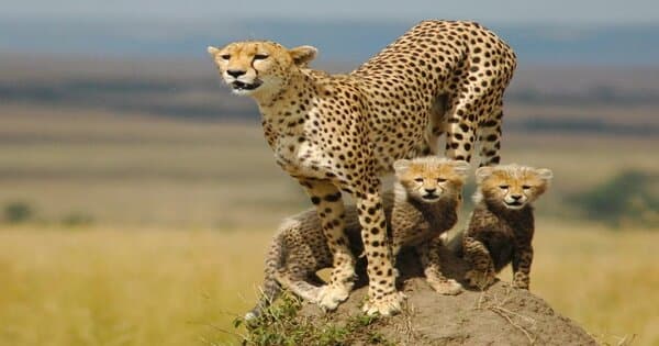 9 Days Uganda Safari Encounter