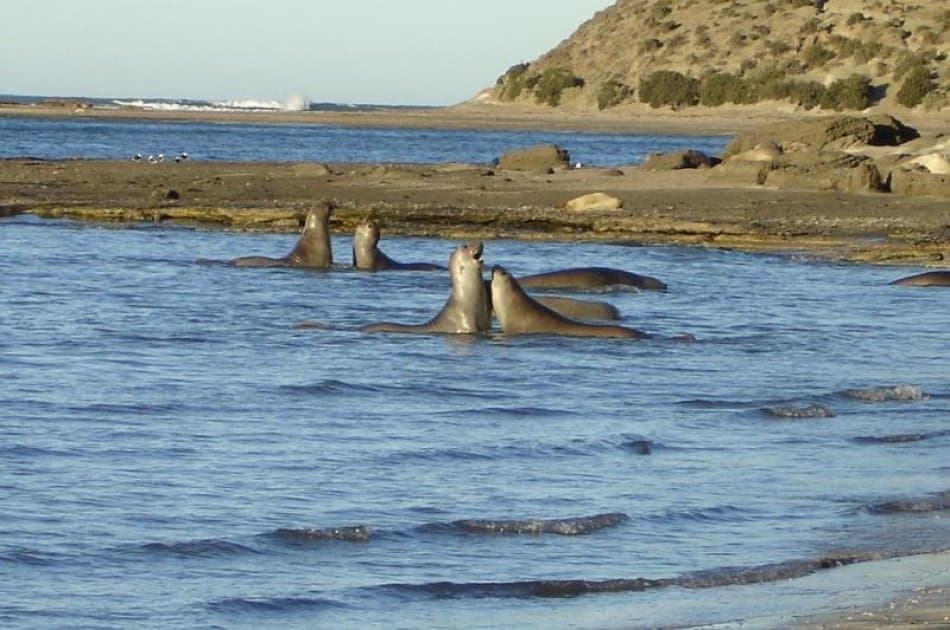 Have A Whale Of A Time in Peninsula Valdes - Whale Watching - Photo 3