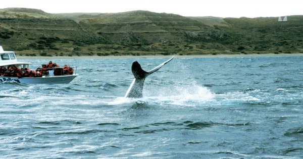 Have A Whale Of A Time in Peninsula Valdes - Whale Watching - Photo 1