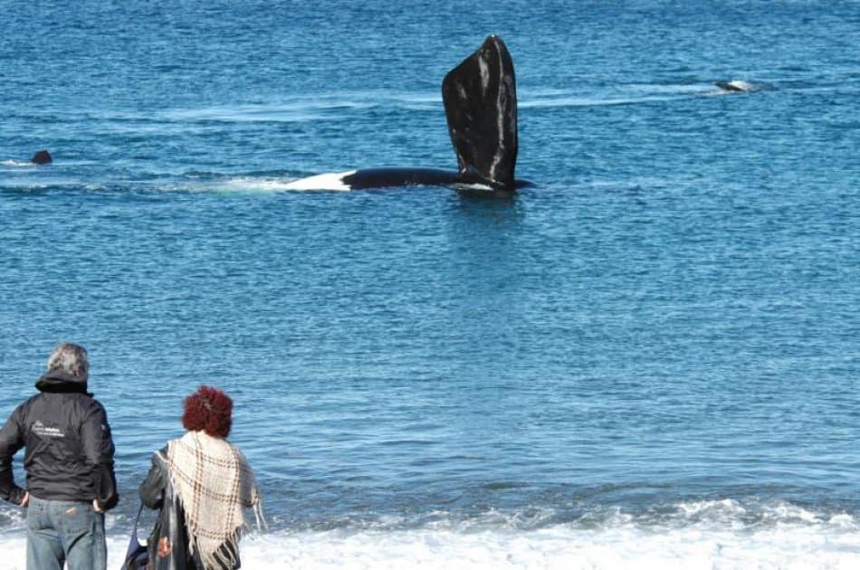 Have A Whale Of A Time in Peninsula Valdes - Whale Watching - Photo 6