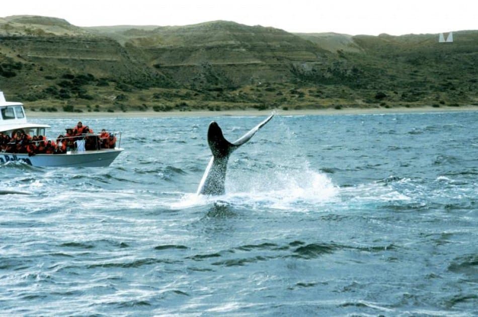 Have A Whale Of A Time in Peninsula Valdes - Whale Watching - Photo 2
