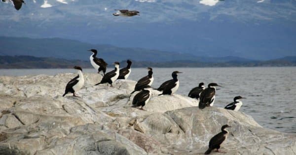 Sail to Penguin Island and Historic Estancia Harberton - Photo 1
