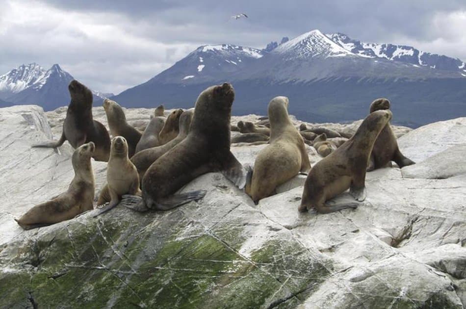Sail to Penguin Island and Historic Estancia Harberton - Photo 4