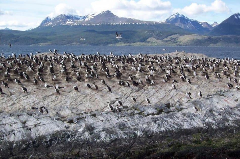 Sail to Penguin Island and Historic Estancia Harberton - Photo 5