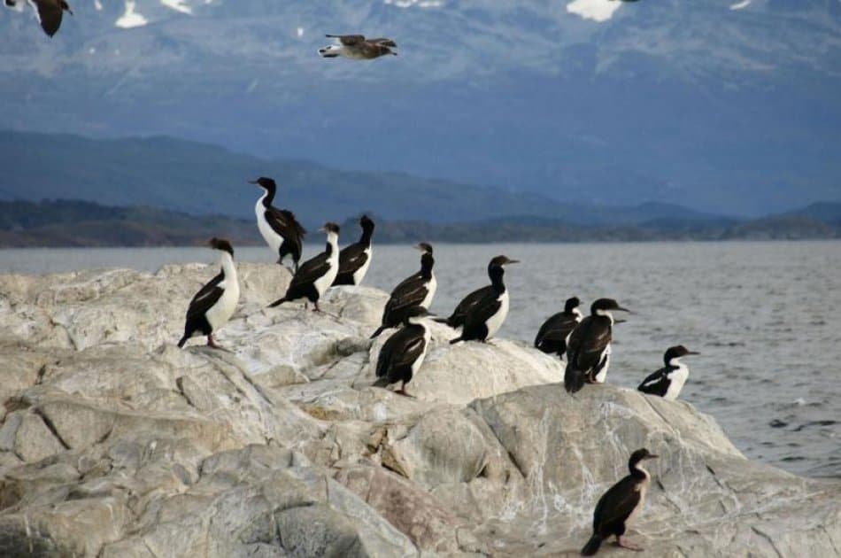Sail to Penguin Island and Historic Estancia Harberton - Photo 2