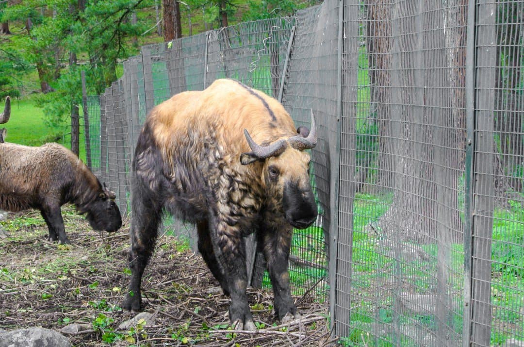 Motithang Takin Preserve