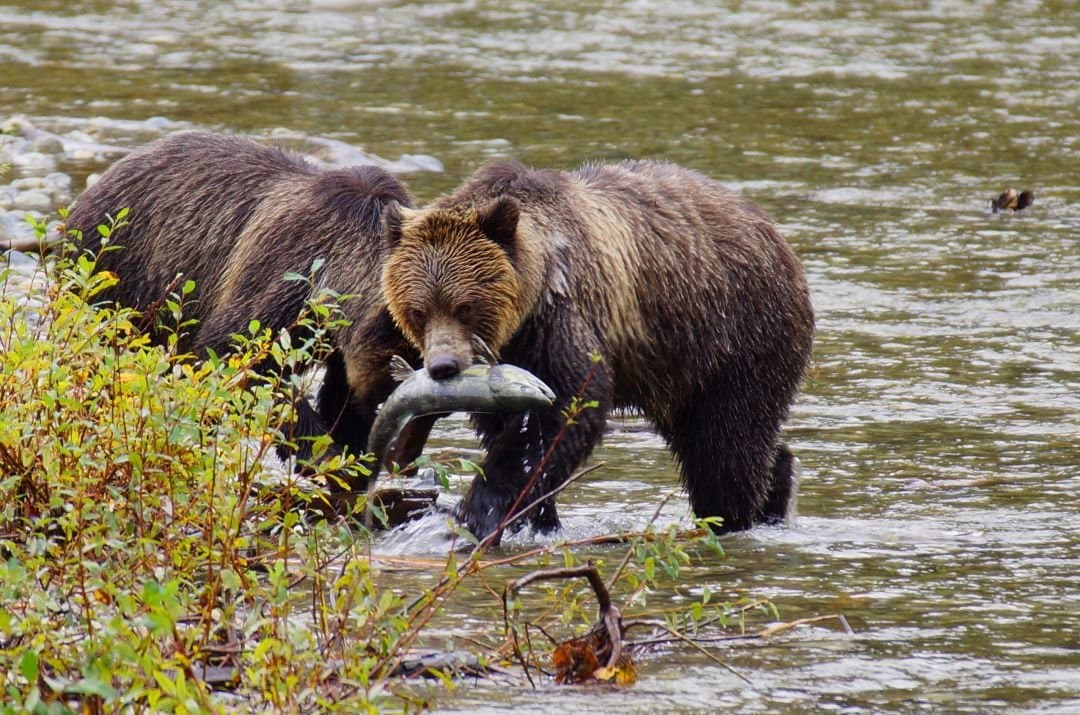 Grizzly Bear. Wildlife and Whale Watching