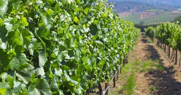 Casablanca Valley - The Wine Route Private Tour - Photo 1