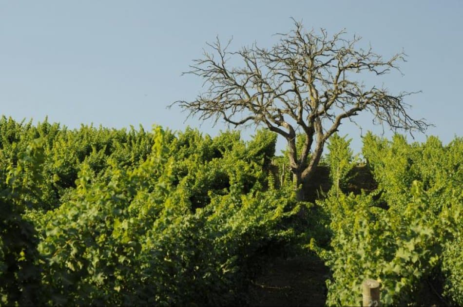 Casablanca Valley: Visit and taste the flavours of wines at the Matetic Vineyards - Photo 7