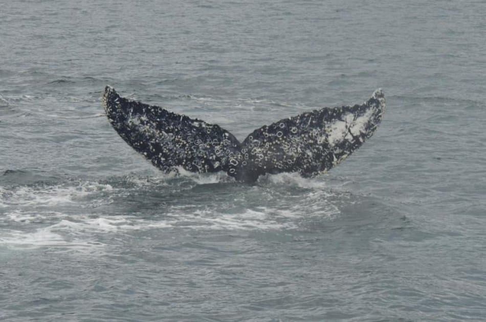 Dont miss this visit to Punta Arenas were you will see Whales ,Penguins & Glaciers - Photo 4