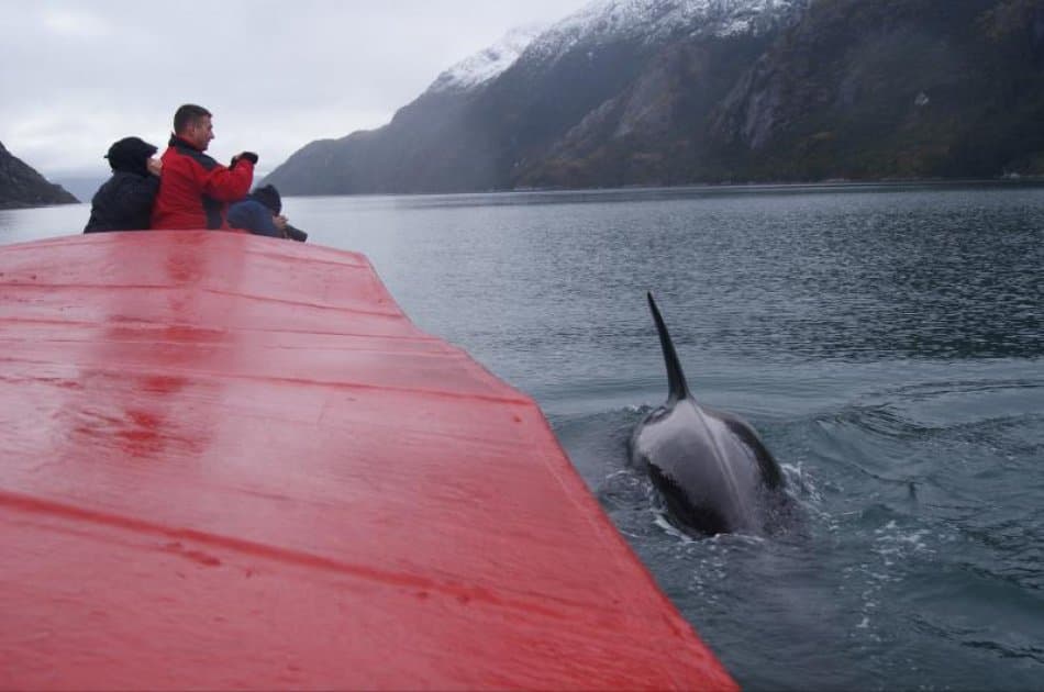 Dont miss this visit to Punta Arenas were you will see Whales ,Penguins & Glaciers - Photo 6