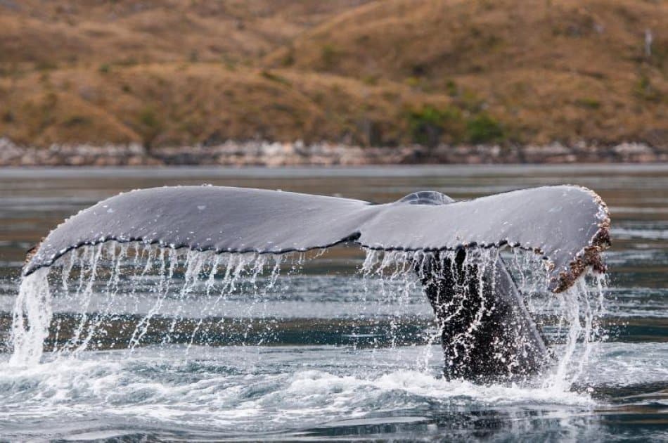 Dont miss this visit to Punta Arenas were you will see Whales ,Penguins & Glaciers - Photo 7
