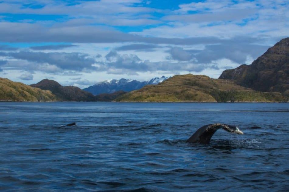 Dont miss this visit to Punta Arenas were you will see Whales ,Penguins & Glaciers - Photo 5